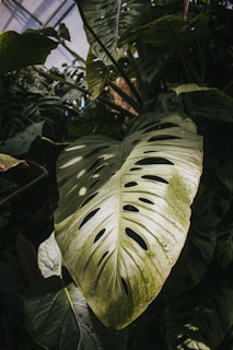 A bright corner featuring a large monstera plant with its iconic split leaves creating a tropical vibe.