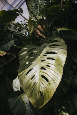 A leafy monstera with dramatic splits, thriving in a bright corner.