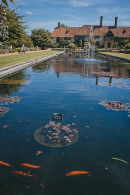 A serene garden scene with a large pond in the foreground, featuring orange fish swimming near the surface and a water lily with labeled signage. Behind the pond, there is a traditional-style house with a red-tiled roof and chimney. People stroll along the path beside the pond, surrounded by manicured lawns and lush trees under a clear blue sky.