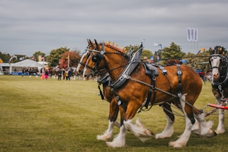 Strong Percheron horses pulling traditional carriages during a local competition.