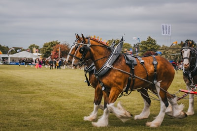 Strong Percheron horses pulling traditional carriages during a local competition.