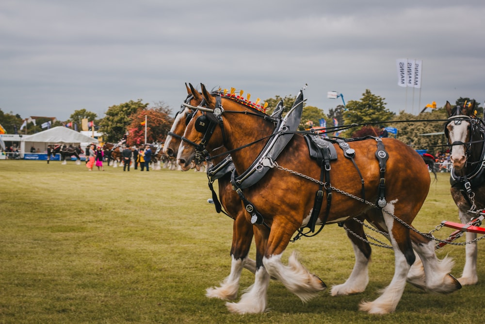 a couple of horses pulling a carriage on a field