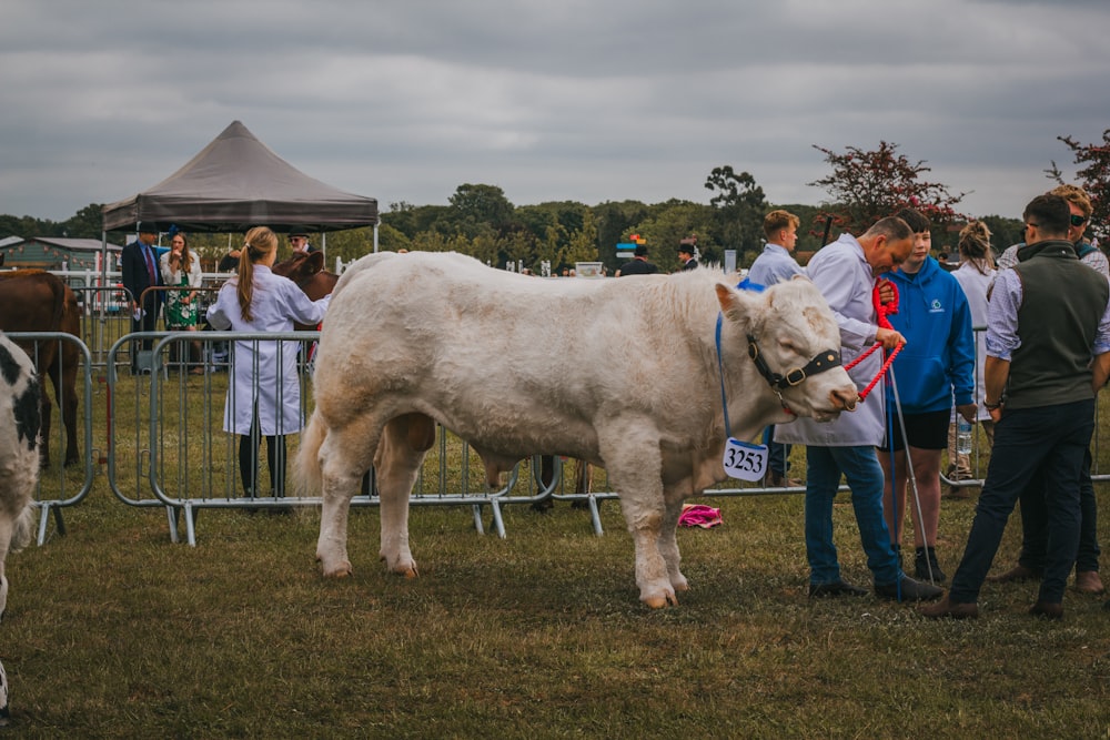 a large white cow standing on top of a lush green field