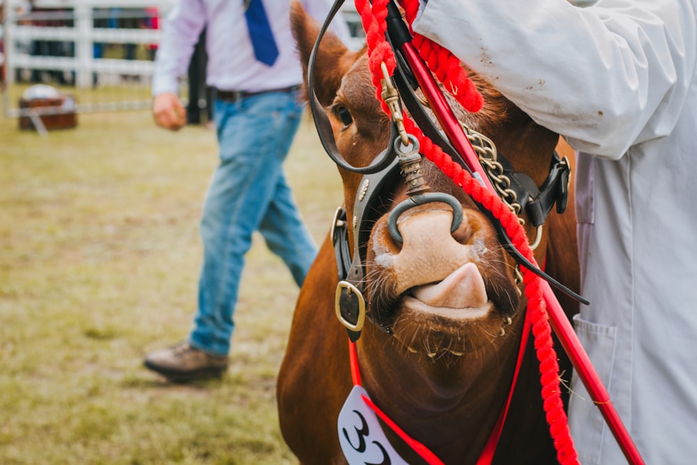 a brown horse with a red rope around it's neck