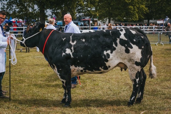 A large black and white cow with a red ribbon around its neck is being handled by a person wearing a white coat and holding a rope. Several people are visible in the background, some also in white coats, indicating a show or competition setting. Trees and spectators can be seen beyond the fenced area.