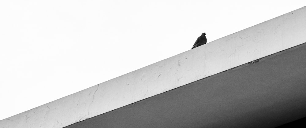 a bird sitting on the edge of a building