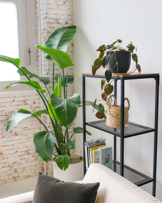 A cozy corner featuring a tall green plant in a white pot, positioned next to a black metal shelving unit. On top of the shelf is a black pot with a cascading plant, with additional decorative items and books on the shelves below. The setting is brightened by a nearby window framed with white brick walls, and a light-colored sofa with a dark cushion at the bottom of the image.
