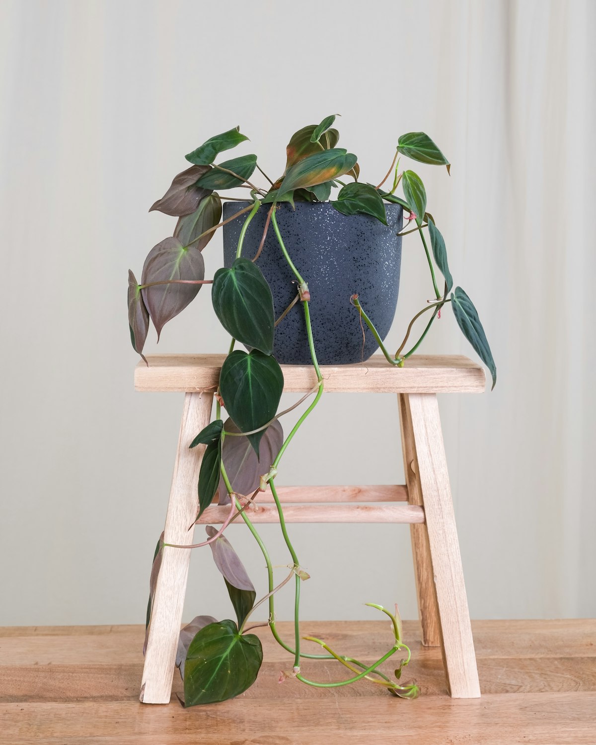 フィロデンドロン・ビリエティアエ斑入り｜Philodendron billietiae