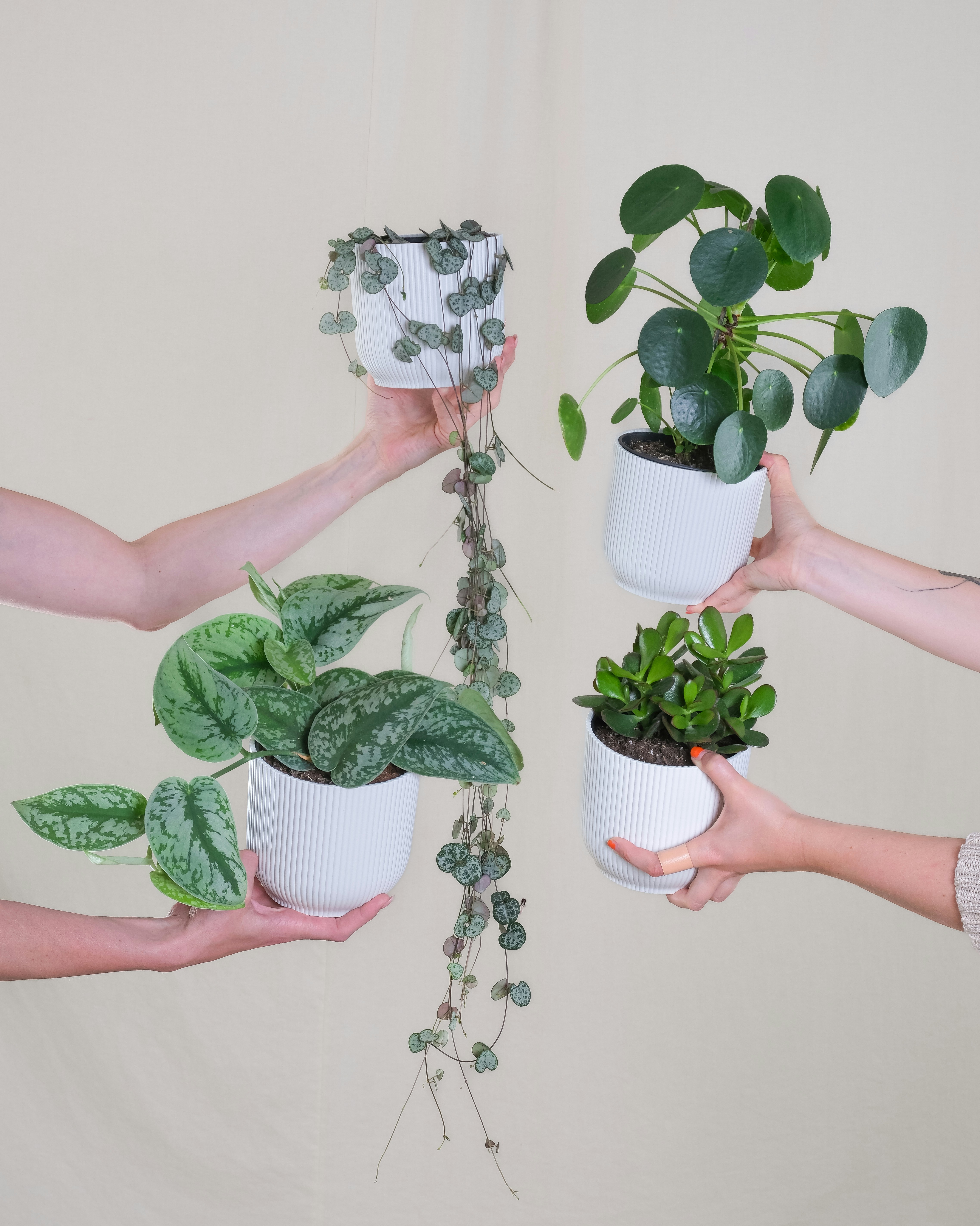 Photo by feeypflanzen