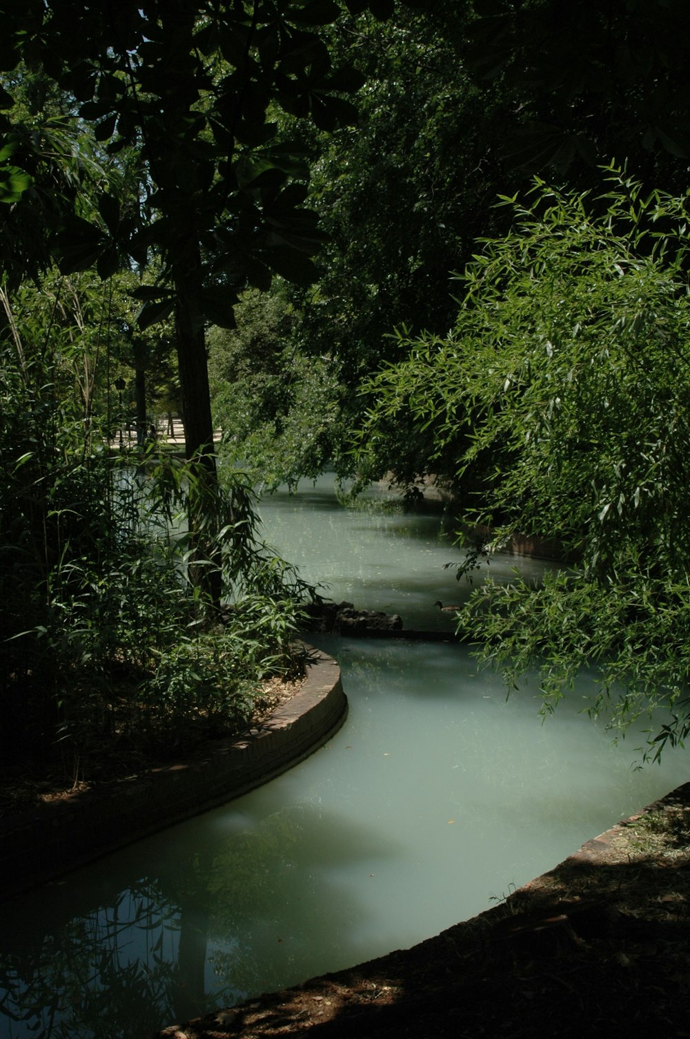 a river running through a lush green forest