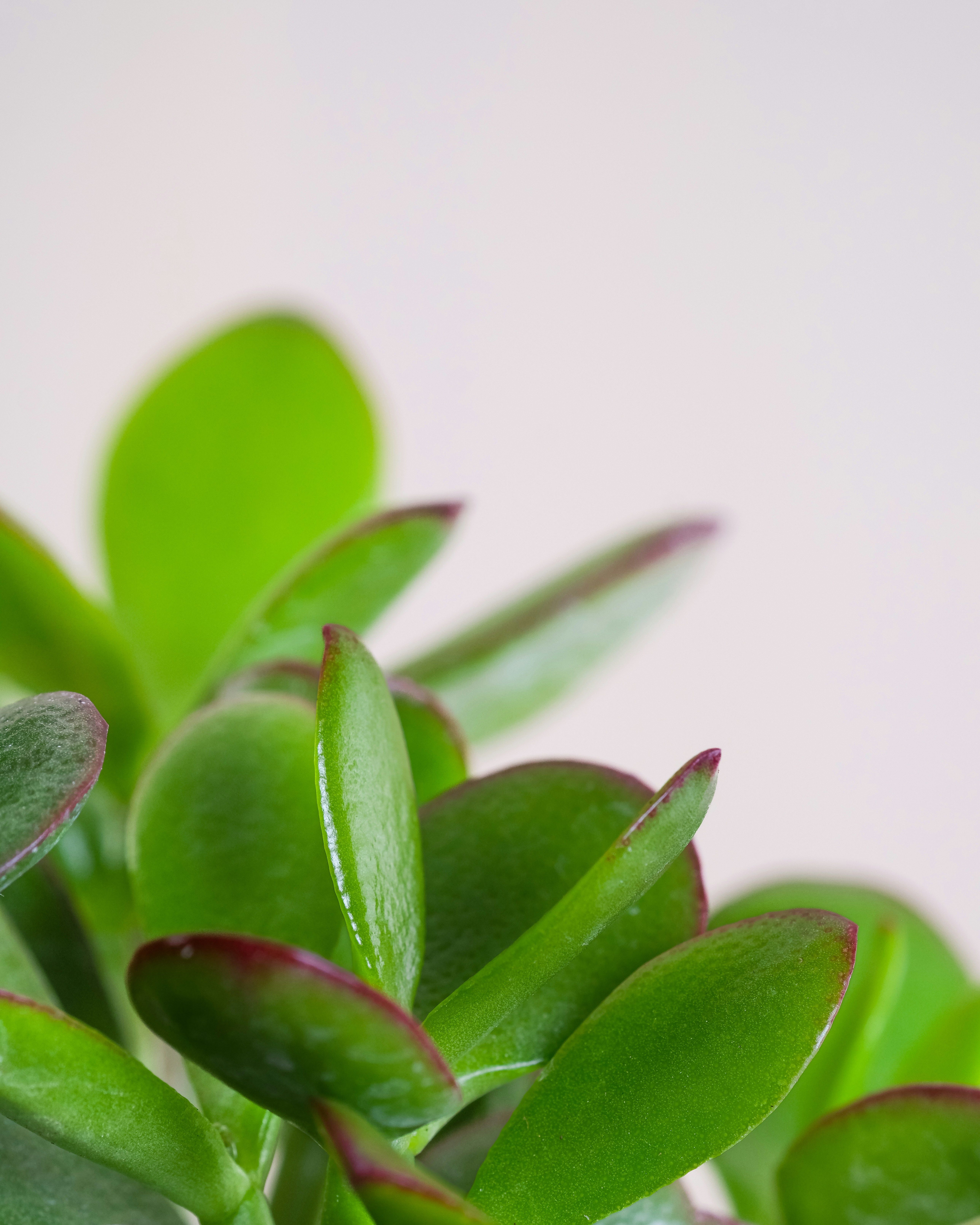 Photo by feeypflanzen