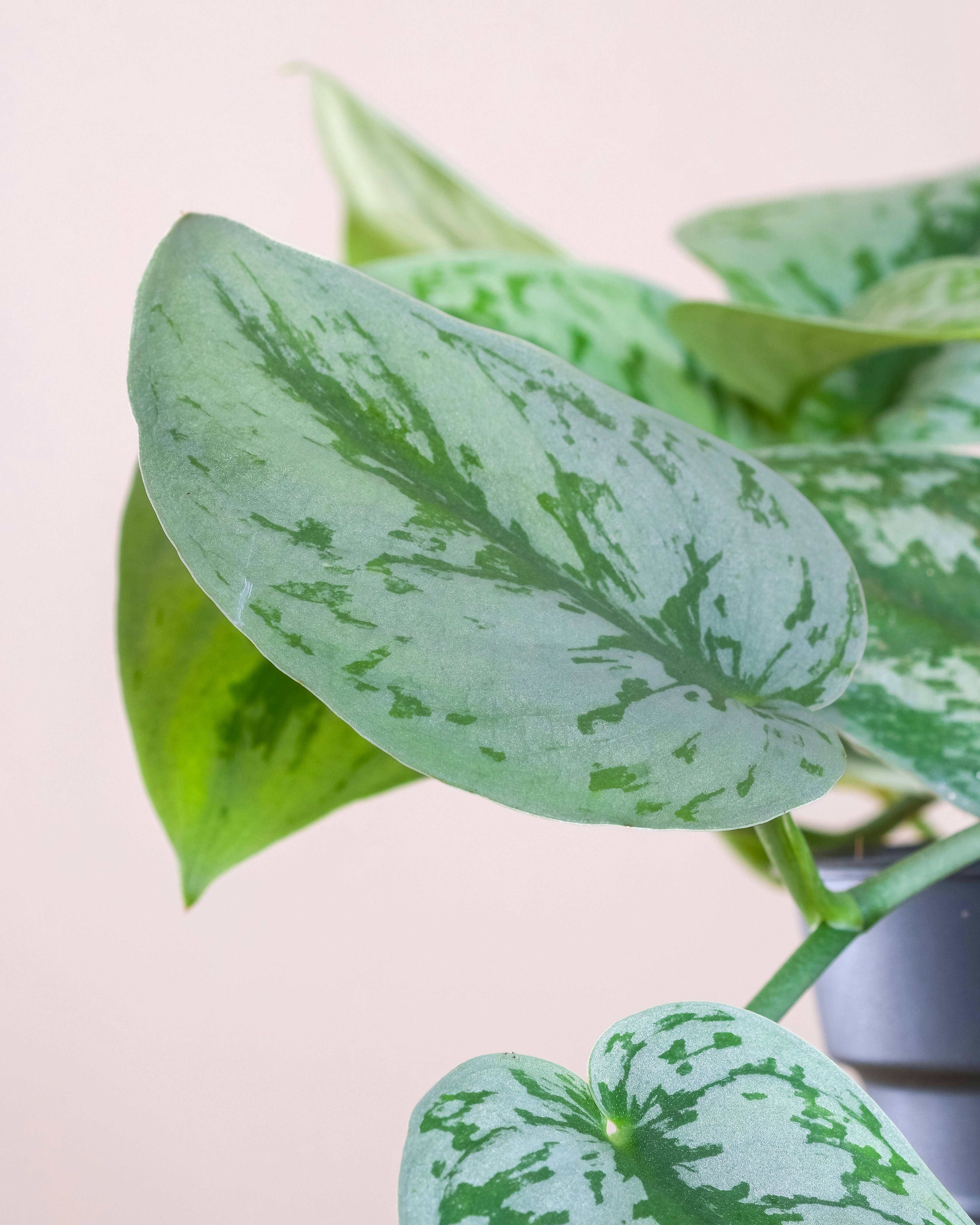 Photo by feeypflanzen