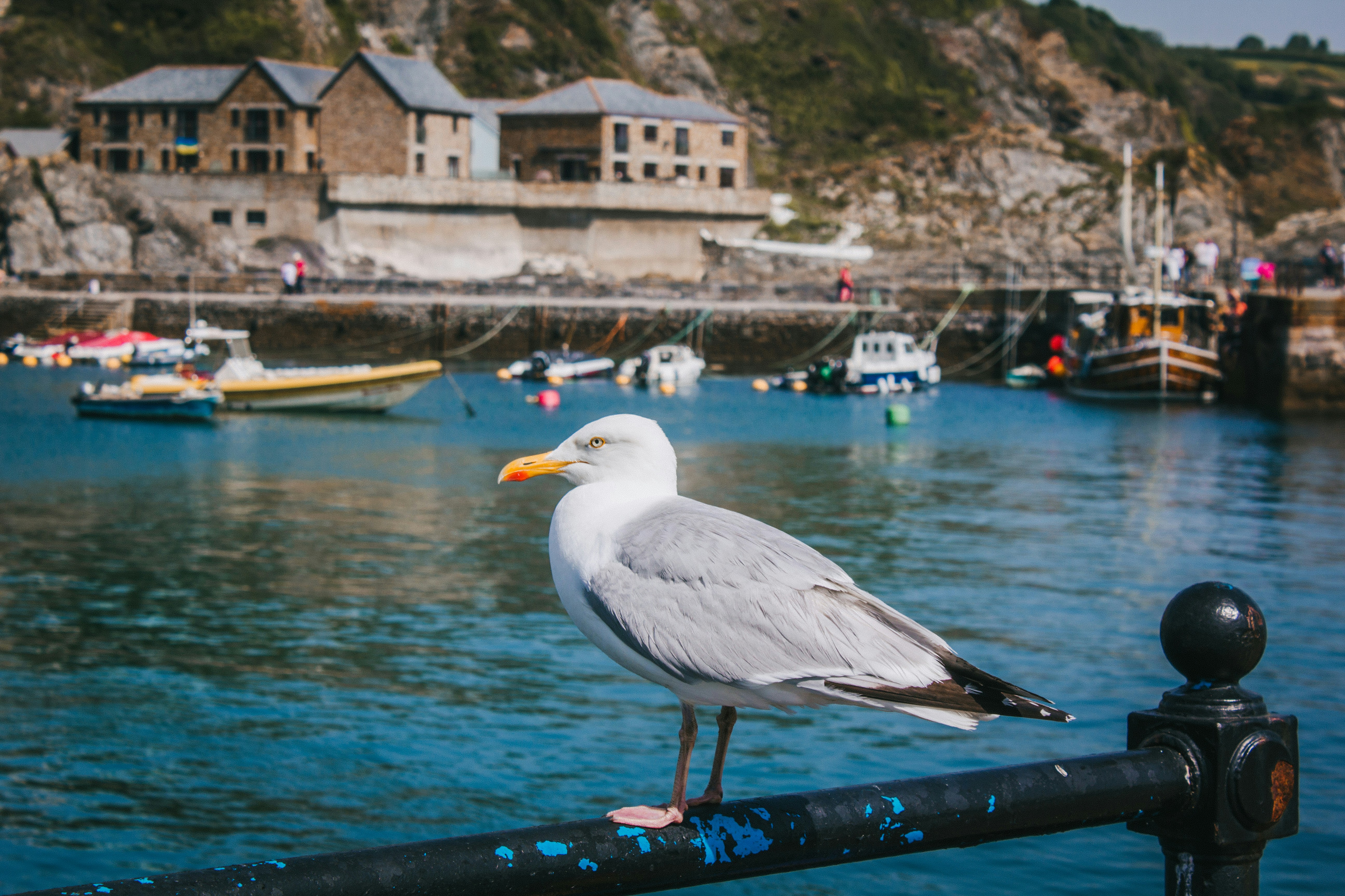 a seagull sits on a railing overlooking a harbor