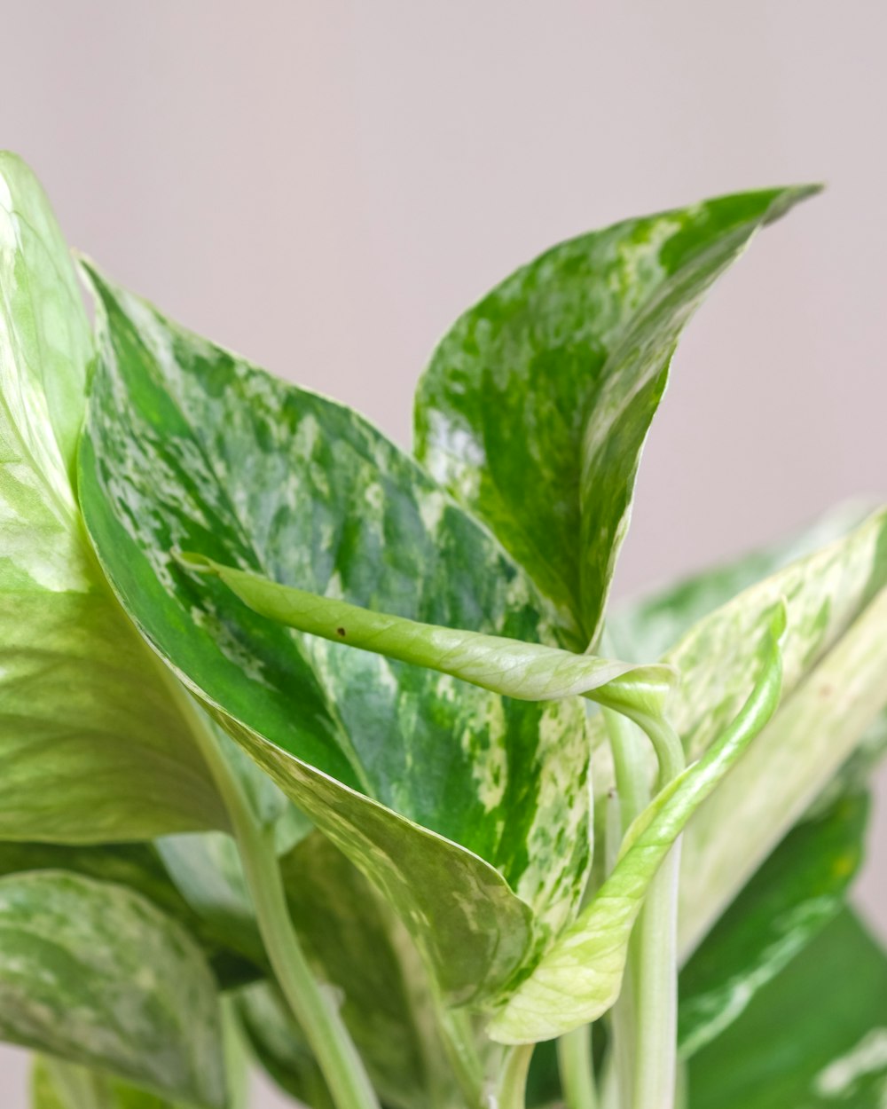 a close up of a plant with green leaves