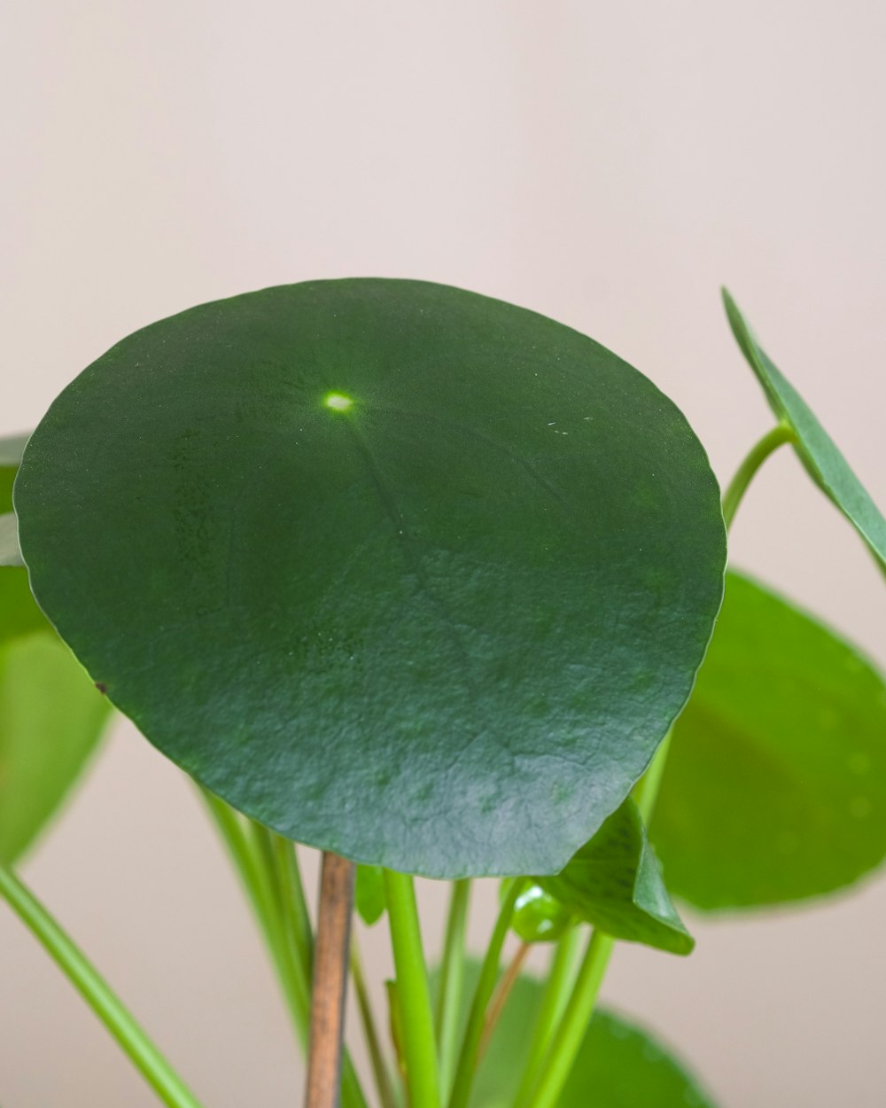 a large green leafy plant in a white vase