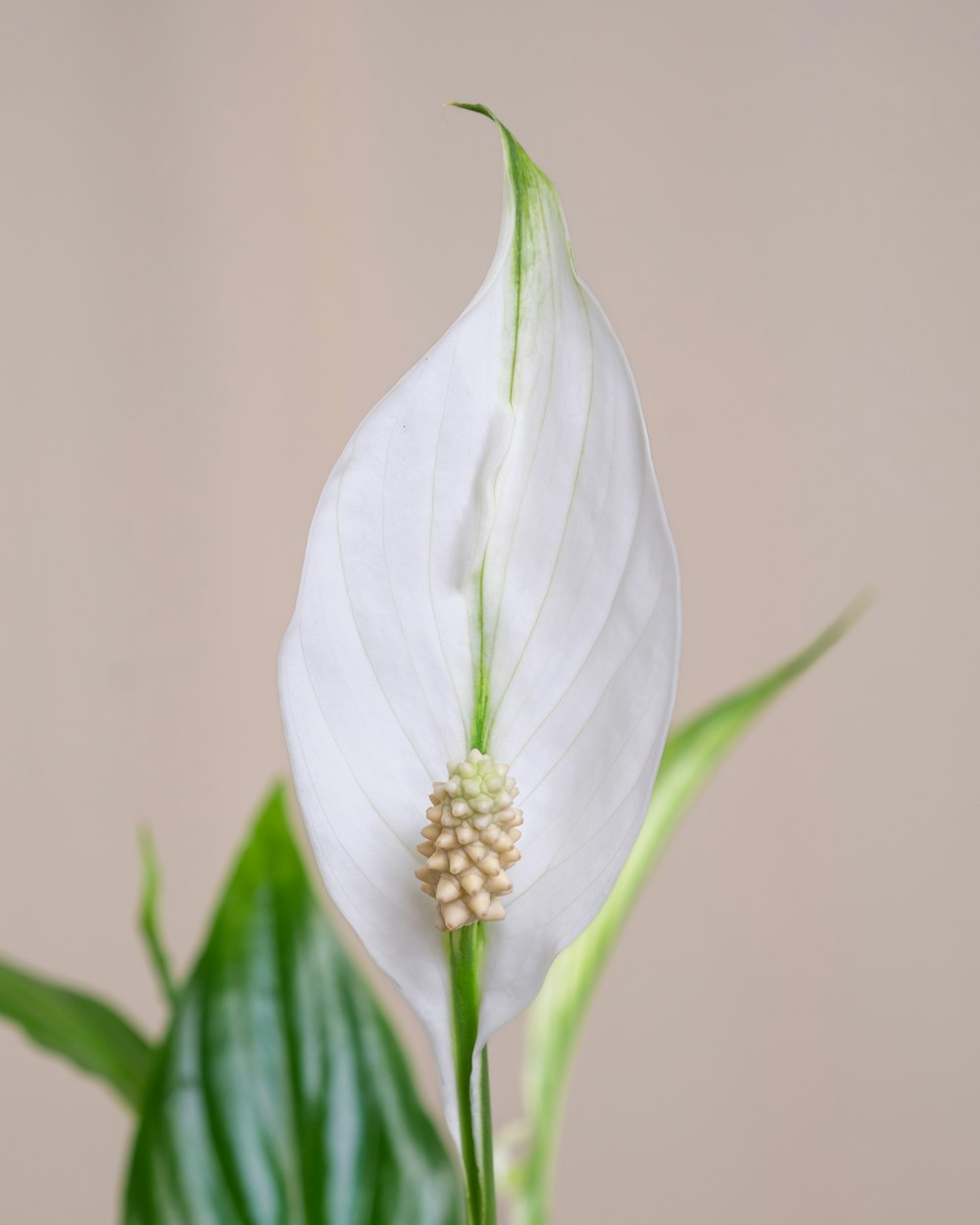 a close up of a white flower with green leaves