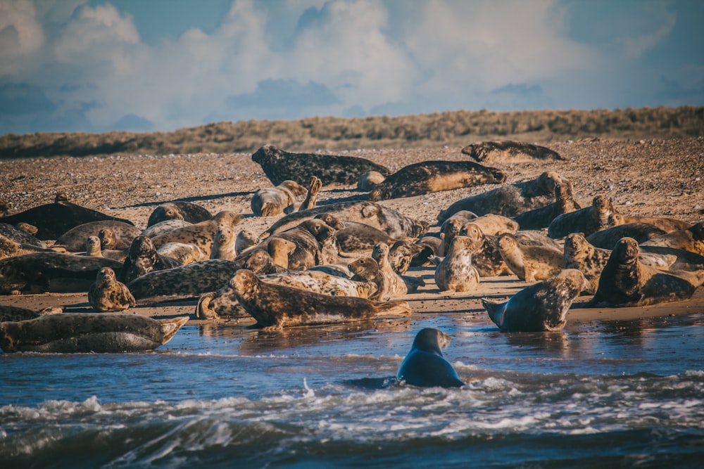 a person in a body of water surrounded by animals