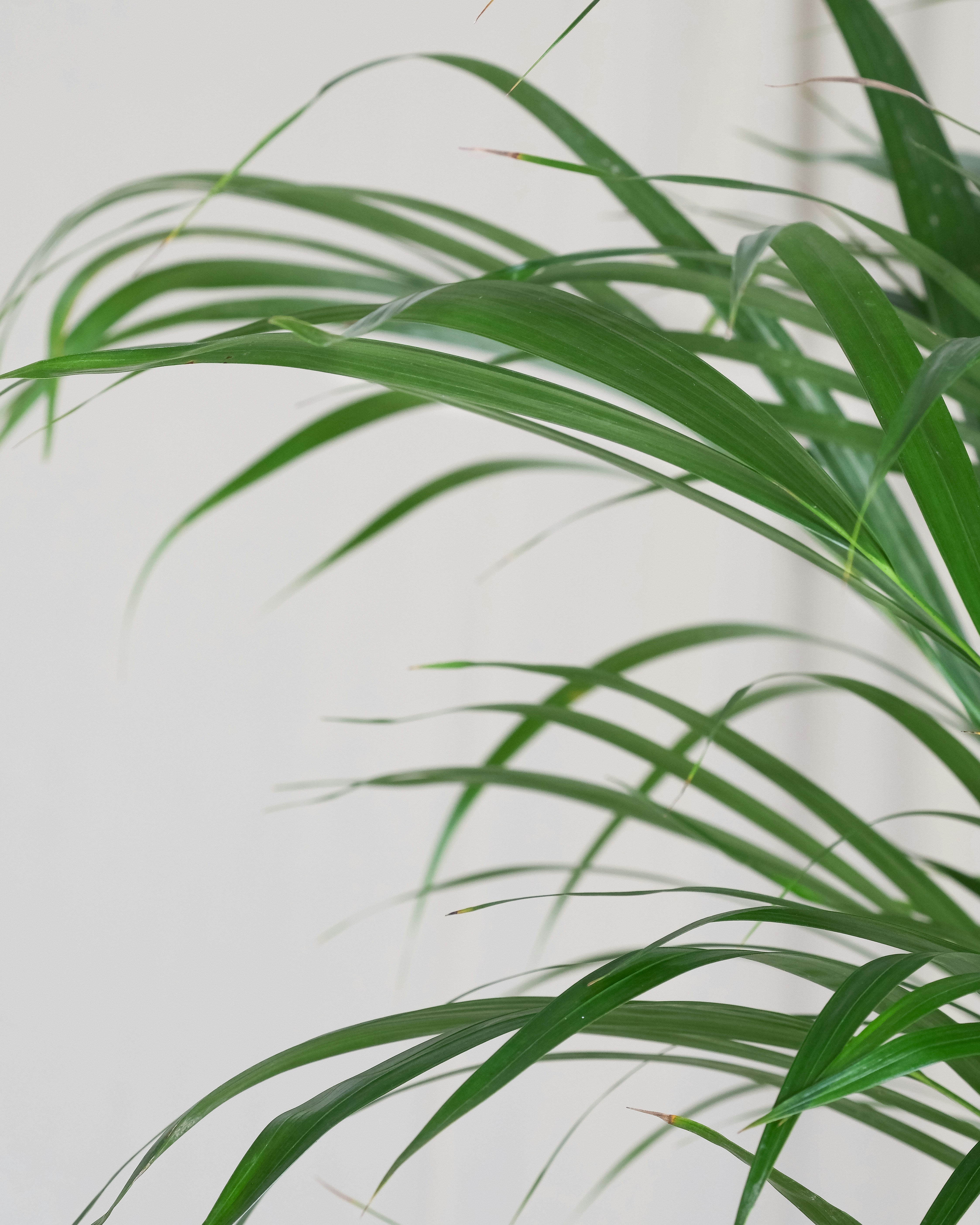 Photo by feeypflanzen