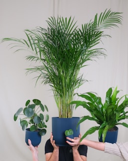 a woman holding a potted plant in front of her face