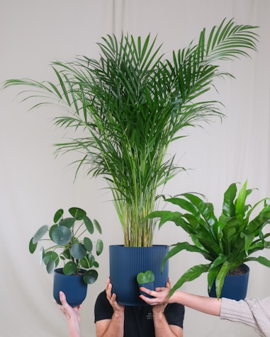 Potted plants, plant stands, home decor ideas, style your home with the best planters.