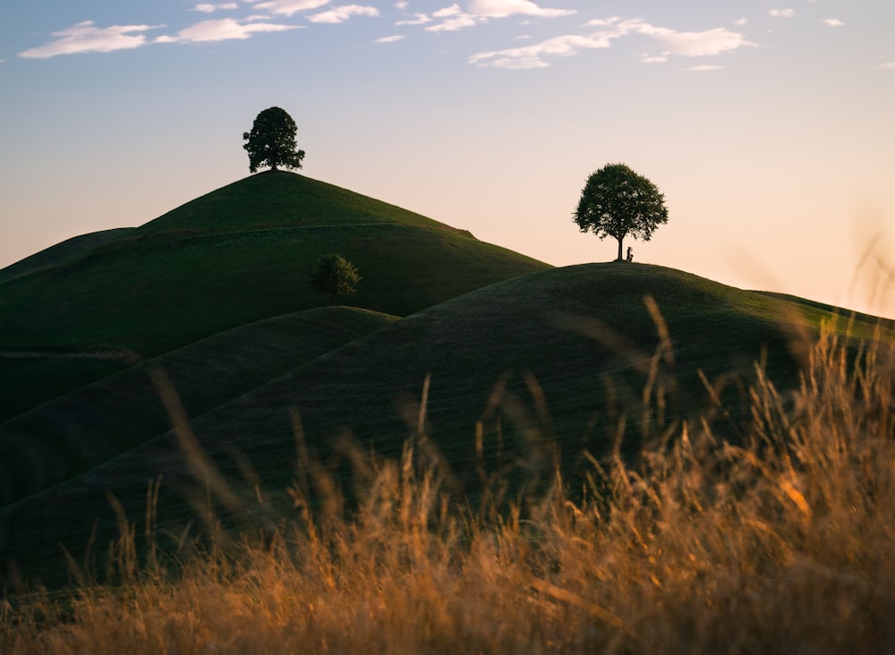 a grassy hill with two trees on top of it