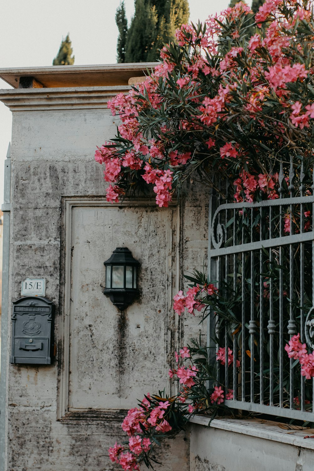 pink flowers growing on the side of a building