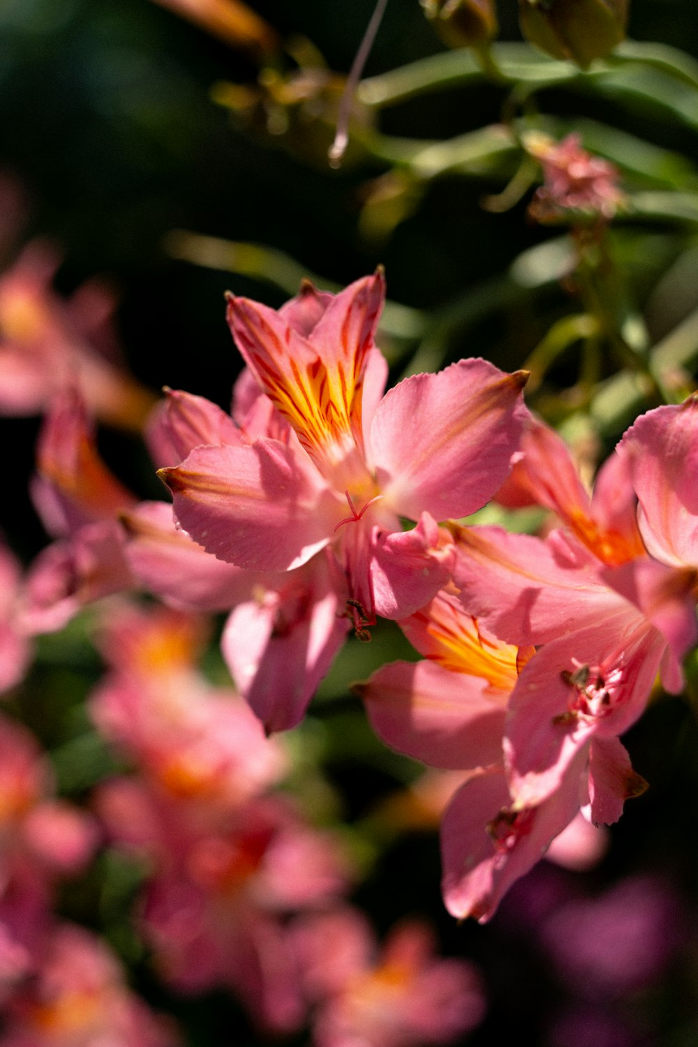 a bunch of pink flowers that are blooming