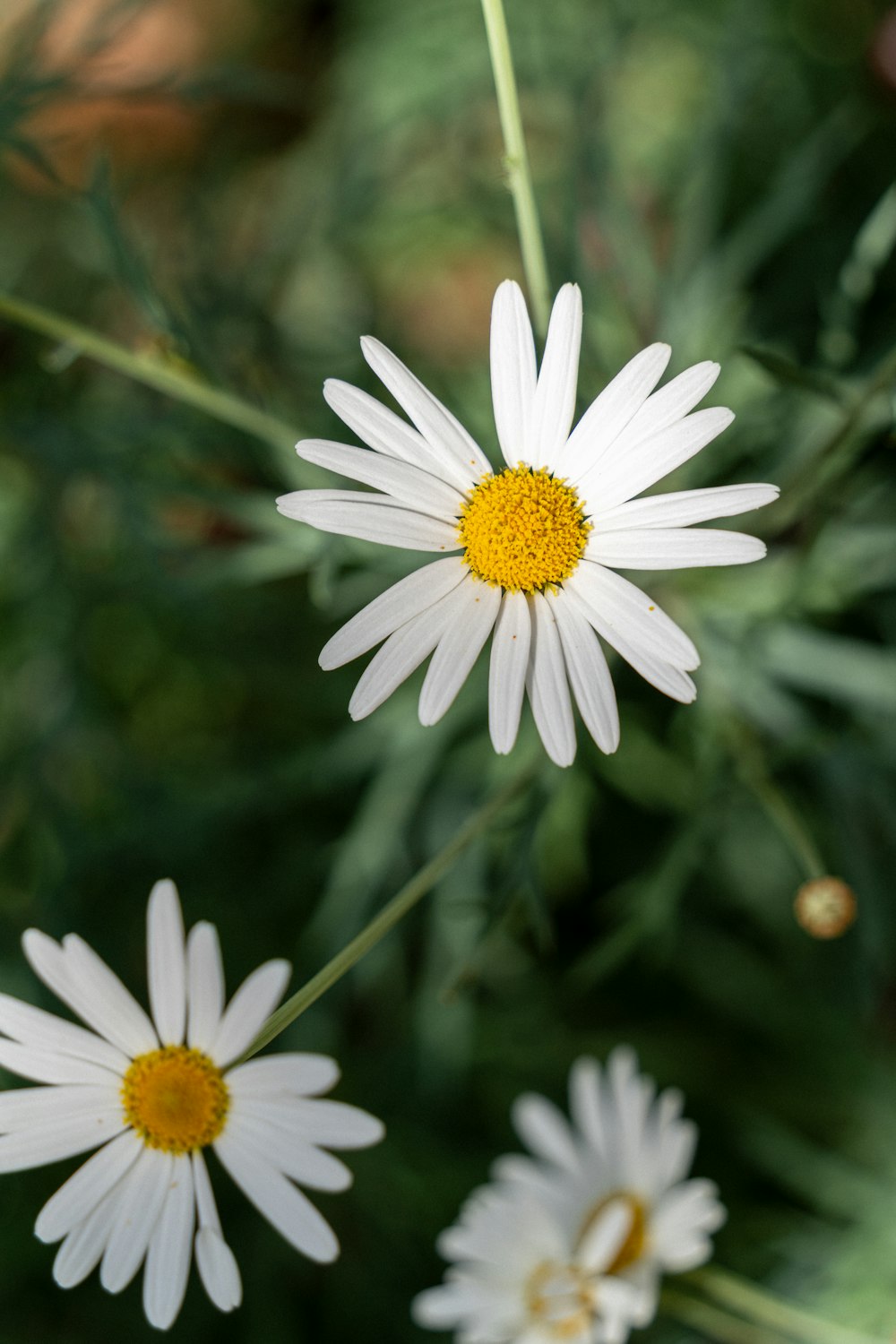 a group of white flowers with yellow center