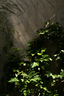 Outdoor garden wall built with mūrospindulys decorative concrete blocks, surrounded by lush greenery and soft sunlight.