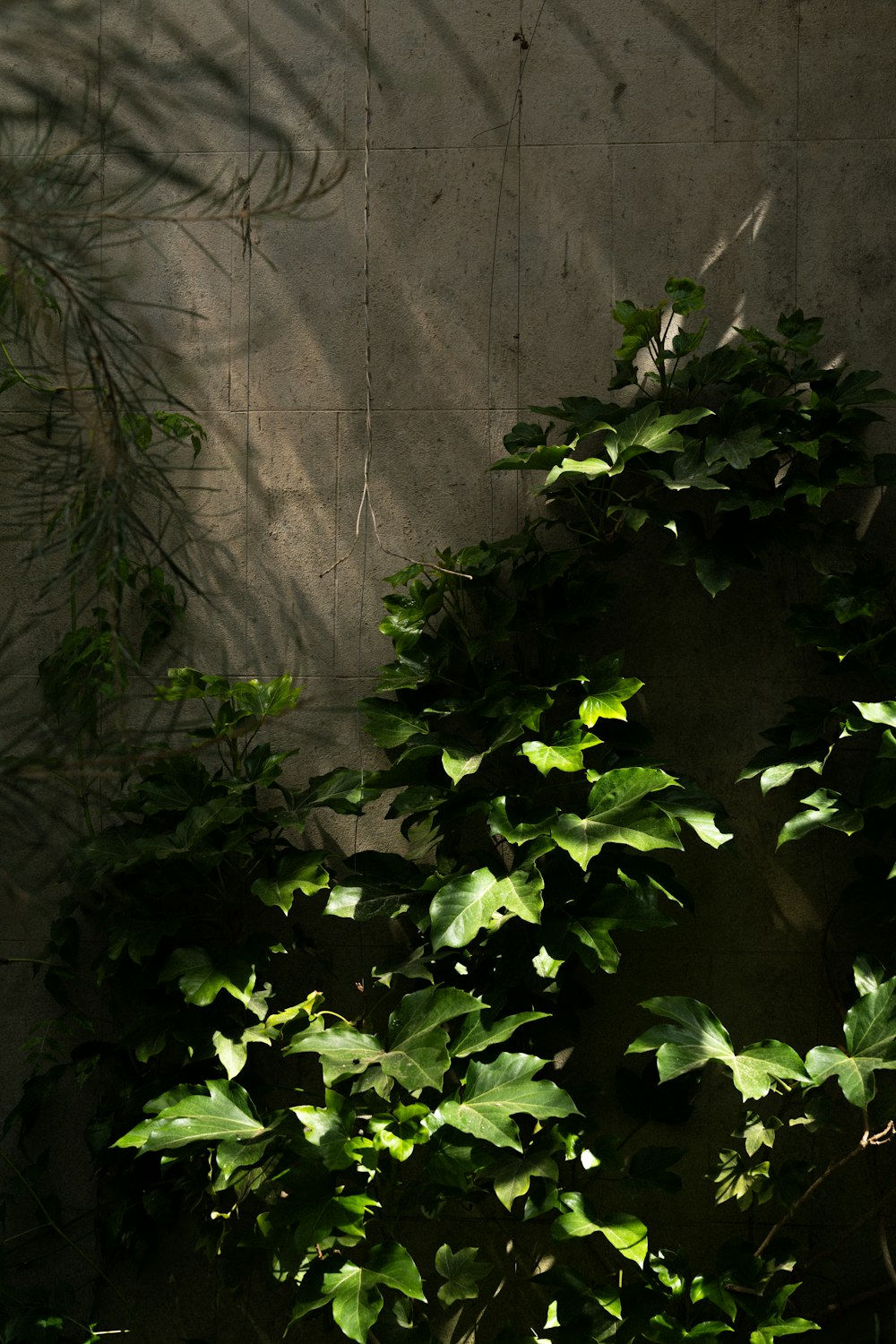 a plant with green leaves in a corner of a room