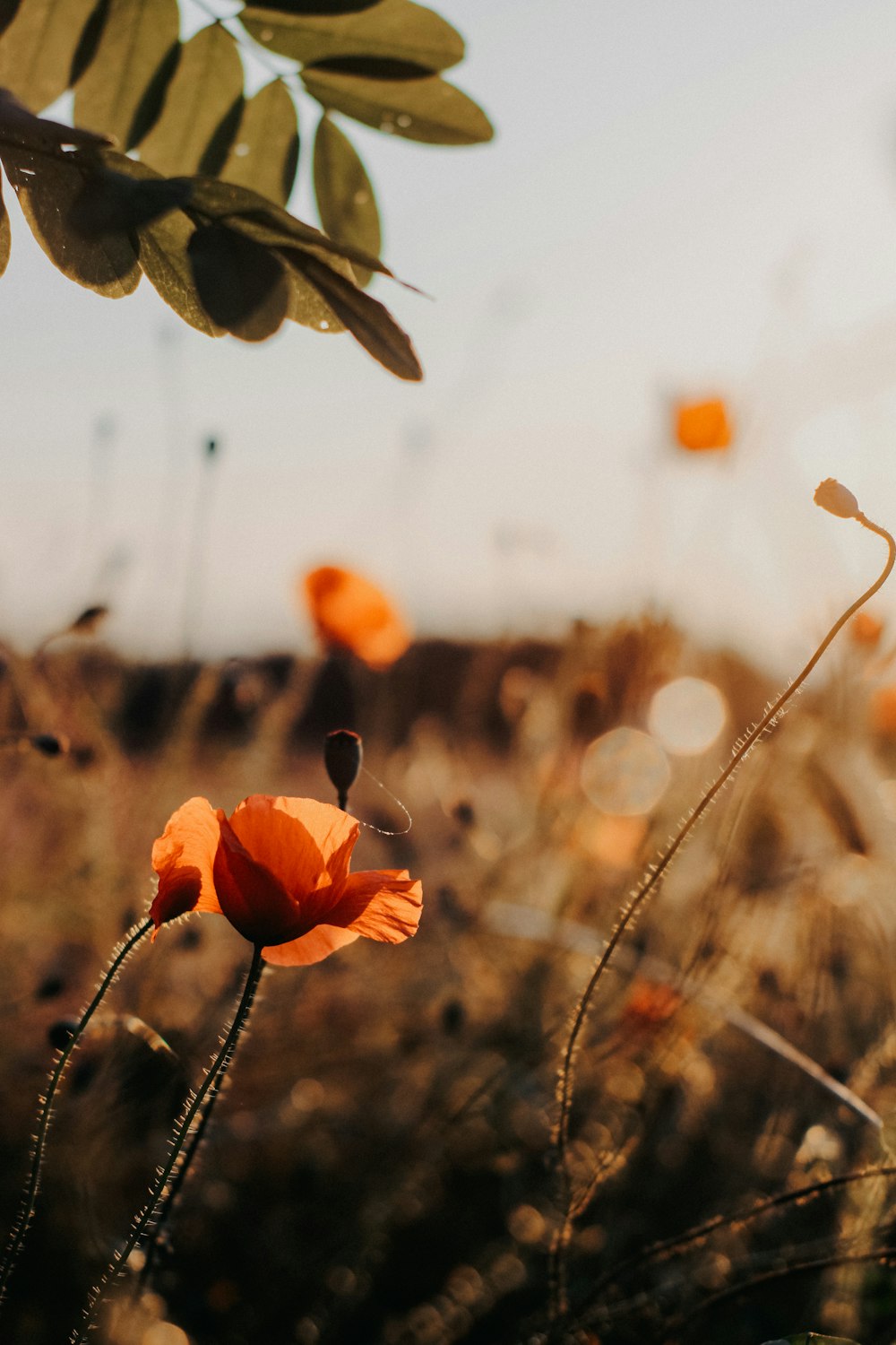 a field of orange flowers with a sky background