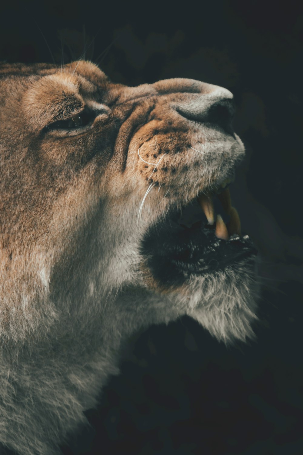 a close up of a lion's face with its mouth open