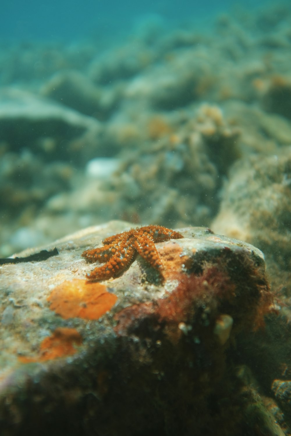 a starfish is sitting on a rock in the water