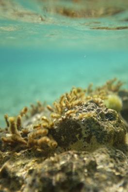 Close-up of coral formations and tropical fish beneath crystal-clear waters near Mayotte