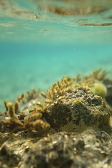 A close-up view of underwater coral formations, with details of their textures and shapes. The water appears clear, with a soft gradient from turquoise to deeper greenish-blue tones. The sunlight creates a gentle glow, illuminating the scene with a tranquil atmosphere.