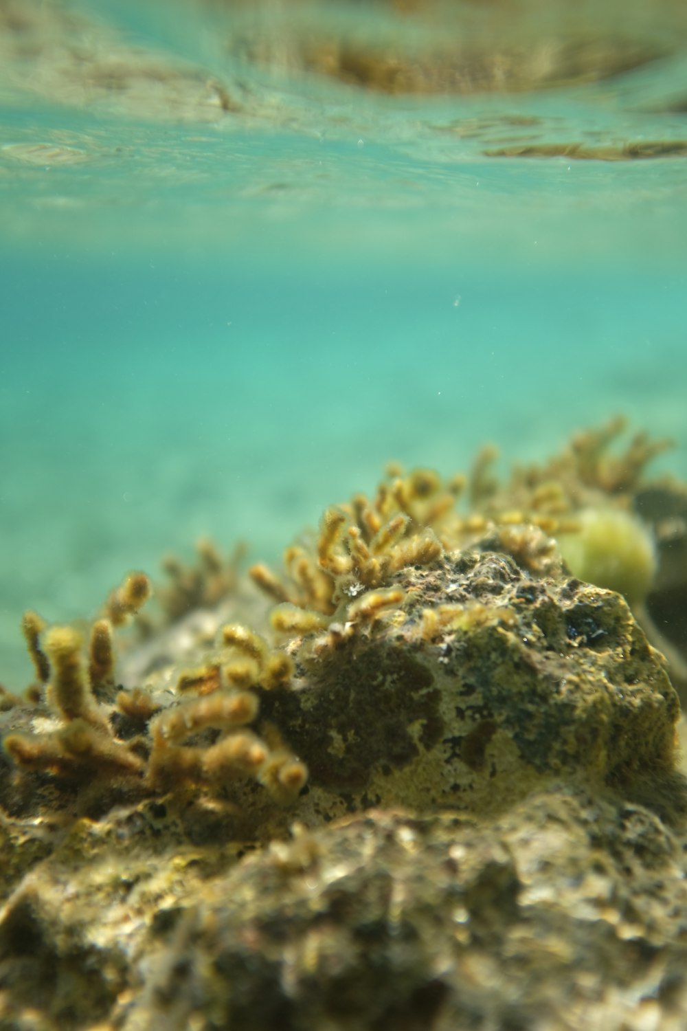 a close up of a coral under water