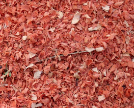 Close-up of fresh wood chips from stump grinding with green foliage in the background.