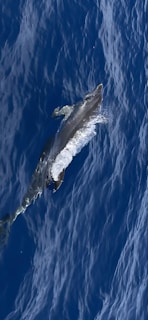 A dolphin swims gracefully through the deep blue water, creating ripples and small splashes around its streamlined body.