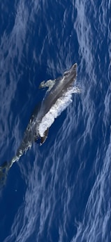 A dolphin swims gracefully through the deep blue water, creating ripples and small splashes around its streamlined body.