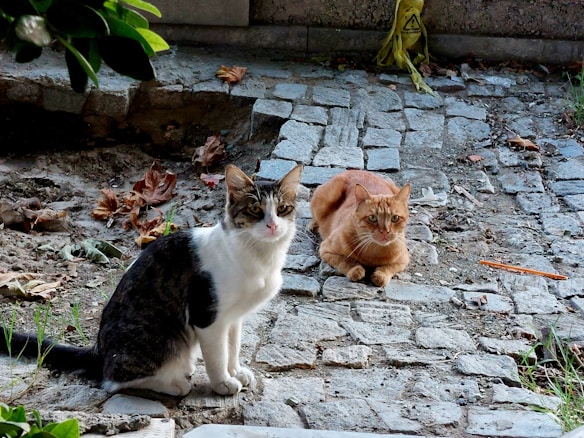 Two cats are on a cobblestone pathway surrounded by fallen leaves and grass. One cat has a black and white patterned coat and is sitting upright, while the other has an orange coat and is laying down nearby. A yellow caution sign is visible in the background.