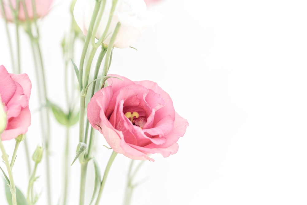 a bunch of pink and white flowers in a vase