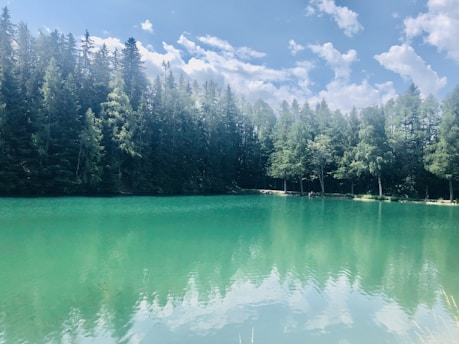 A serene view of the Hoosier National Forest with lush greenery and a tranquil lake in the background.