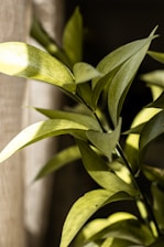 a close up of a plant with green leaves