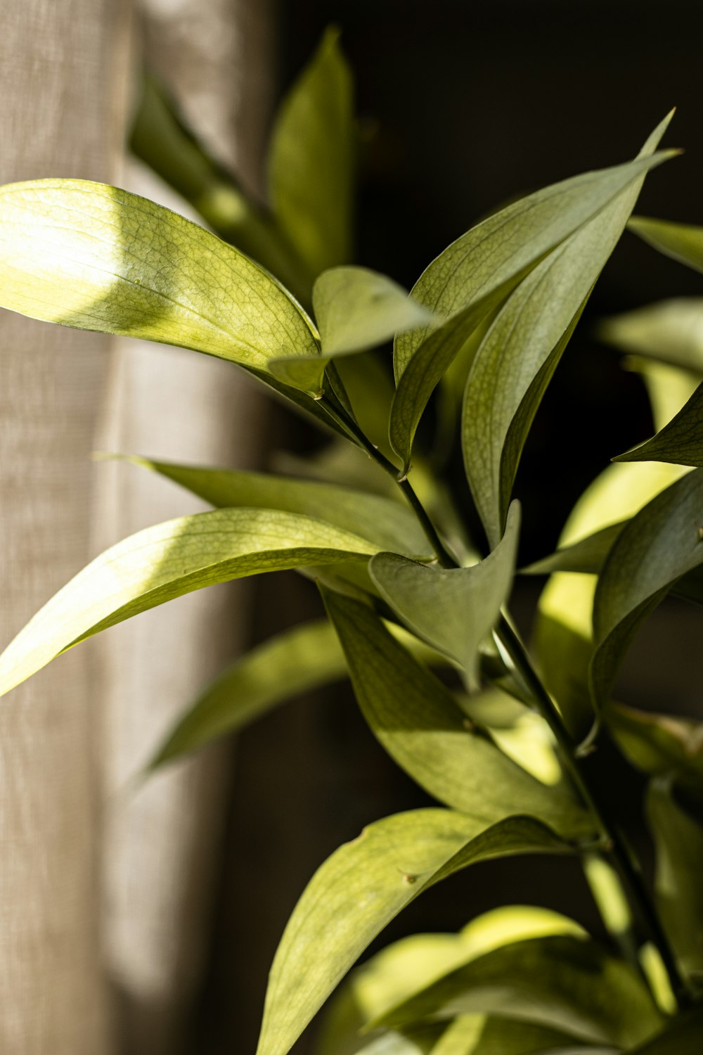 a close up of a plant with green leaves