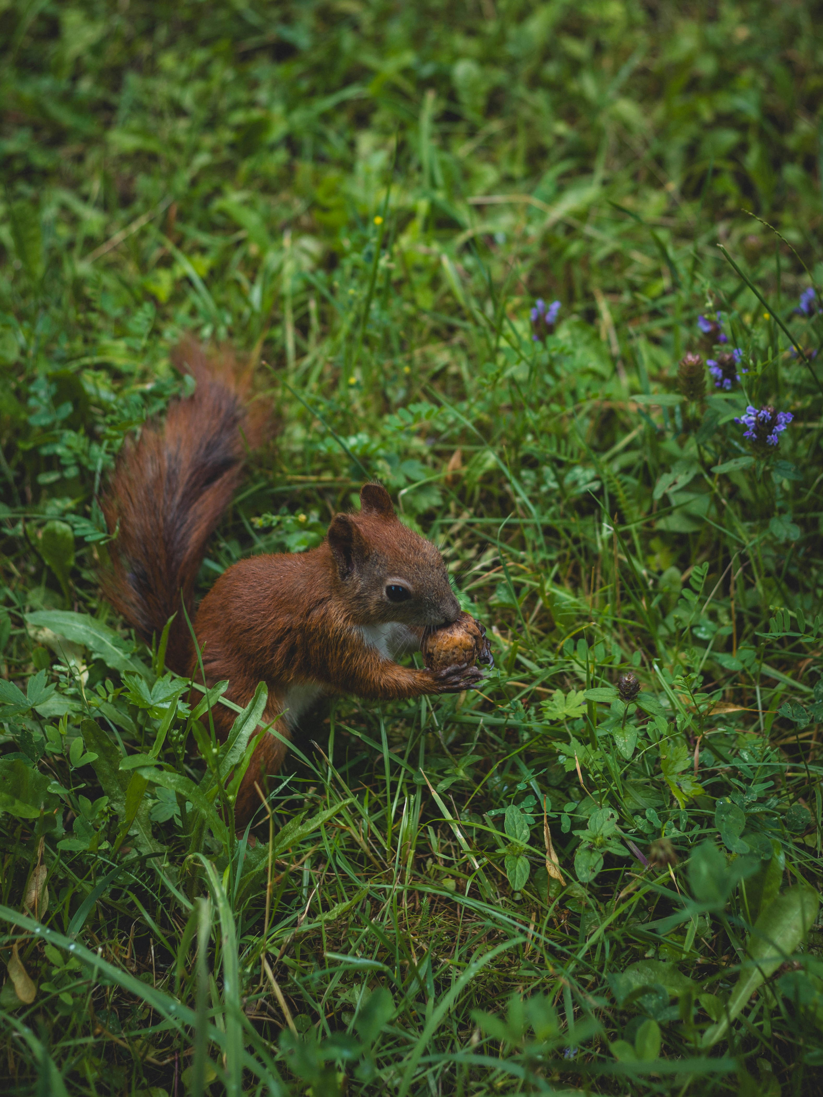 a squirrel is eating something in the grass