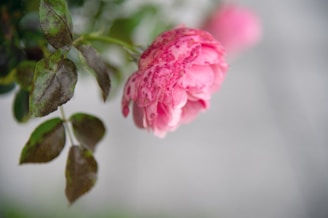 a close up of a pink flower on a branch