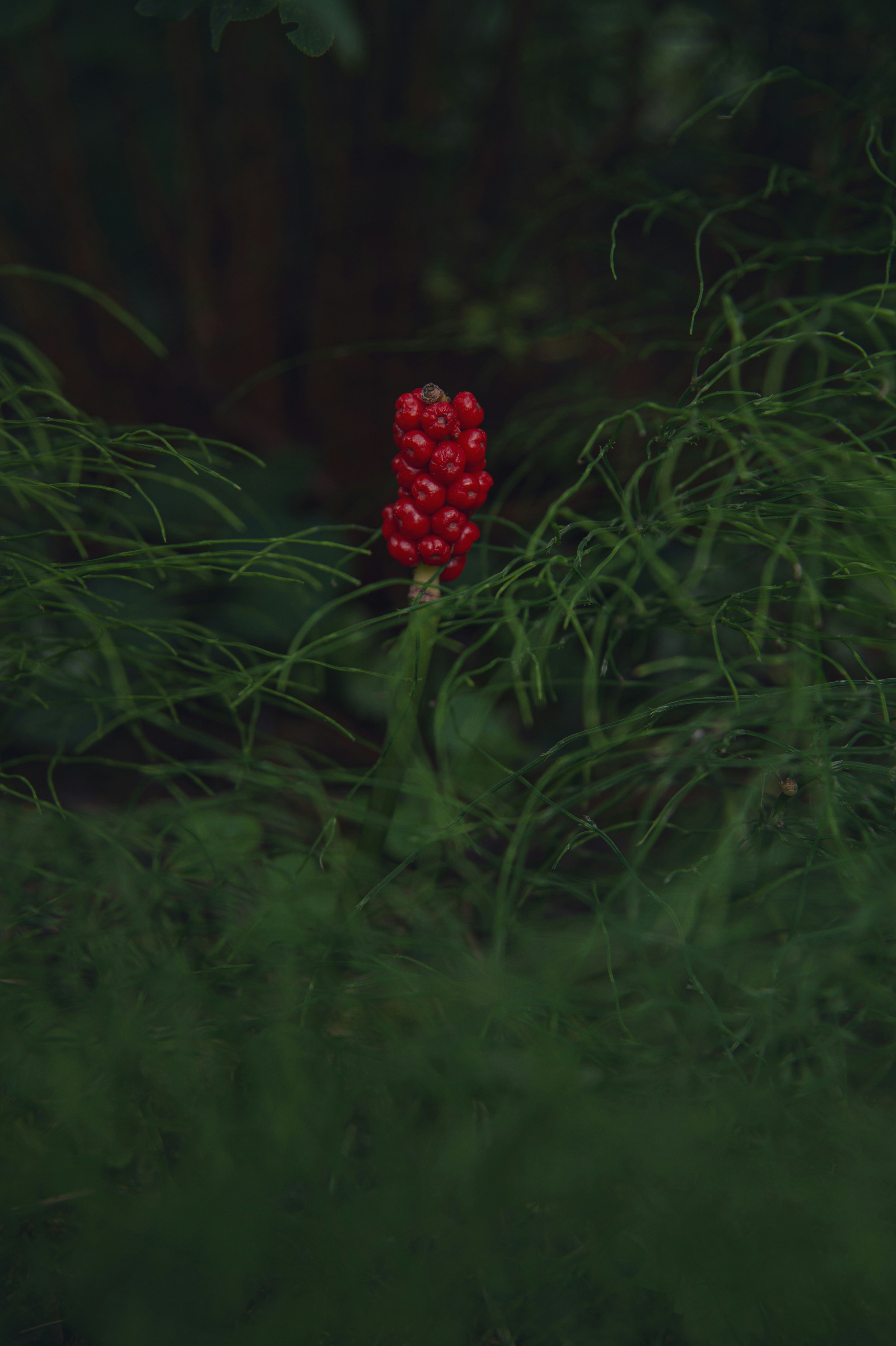 A red flower is in the middle of some green grass photo – Free Schweiz ...