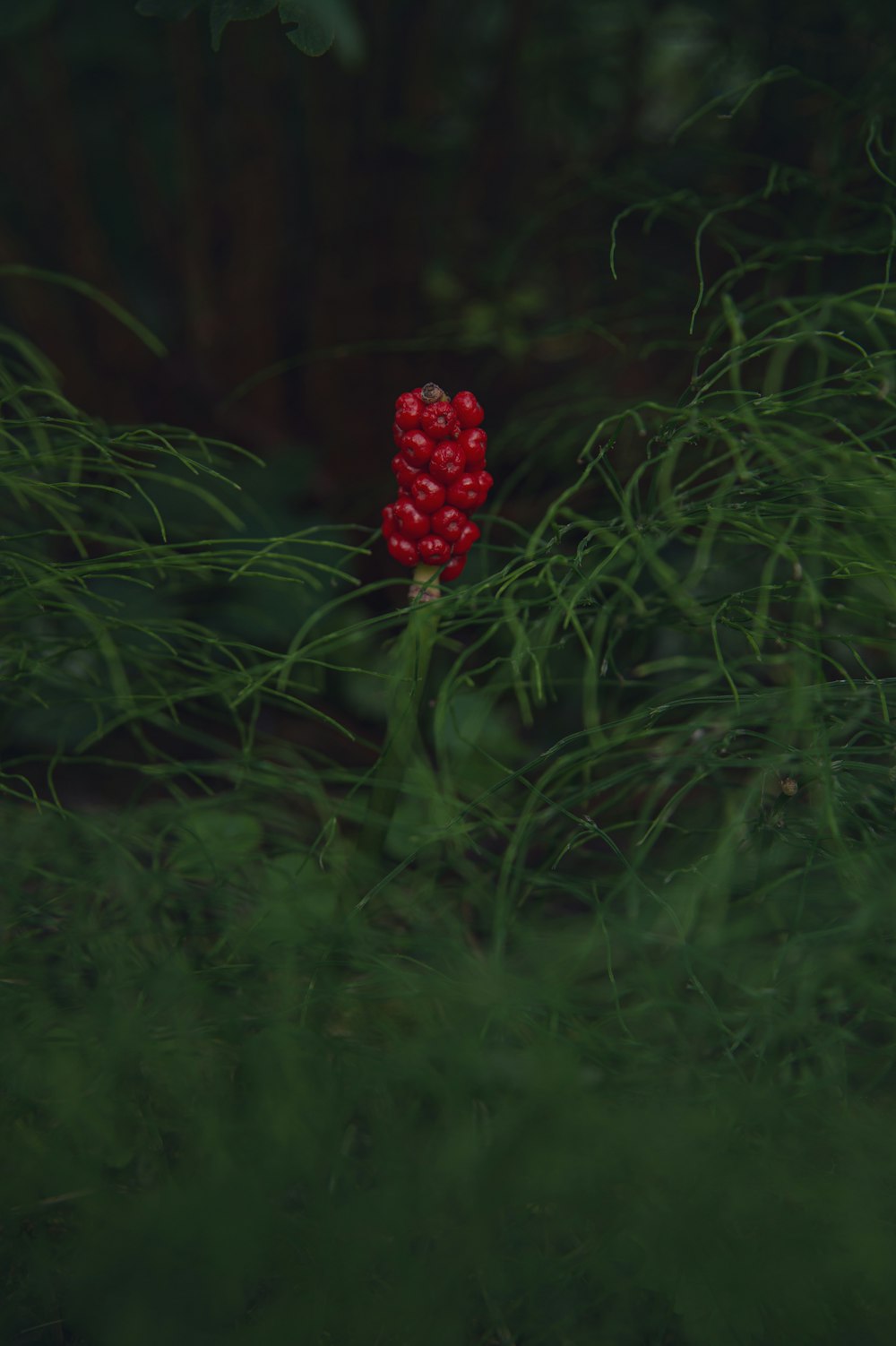 a red flower is in the middle of some green grass