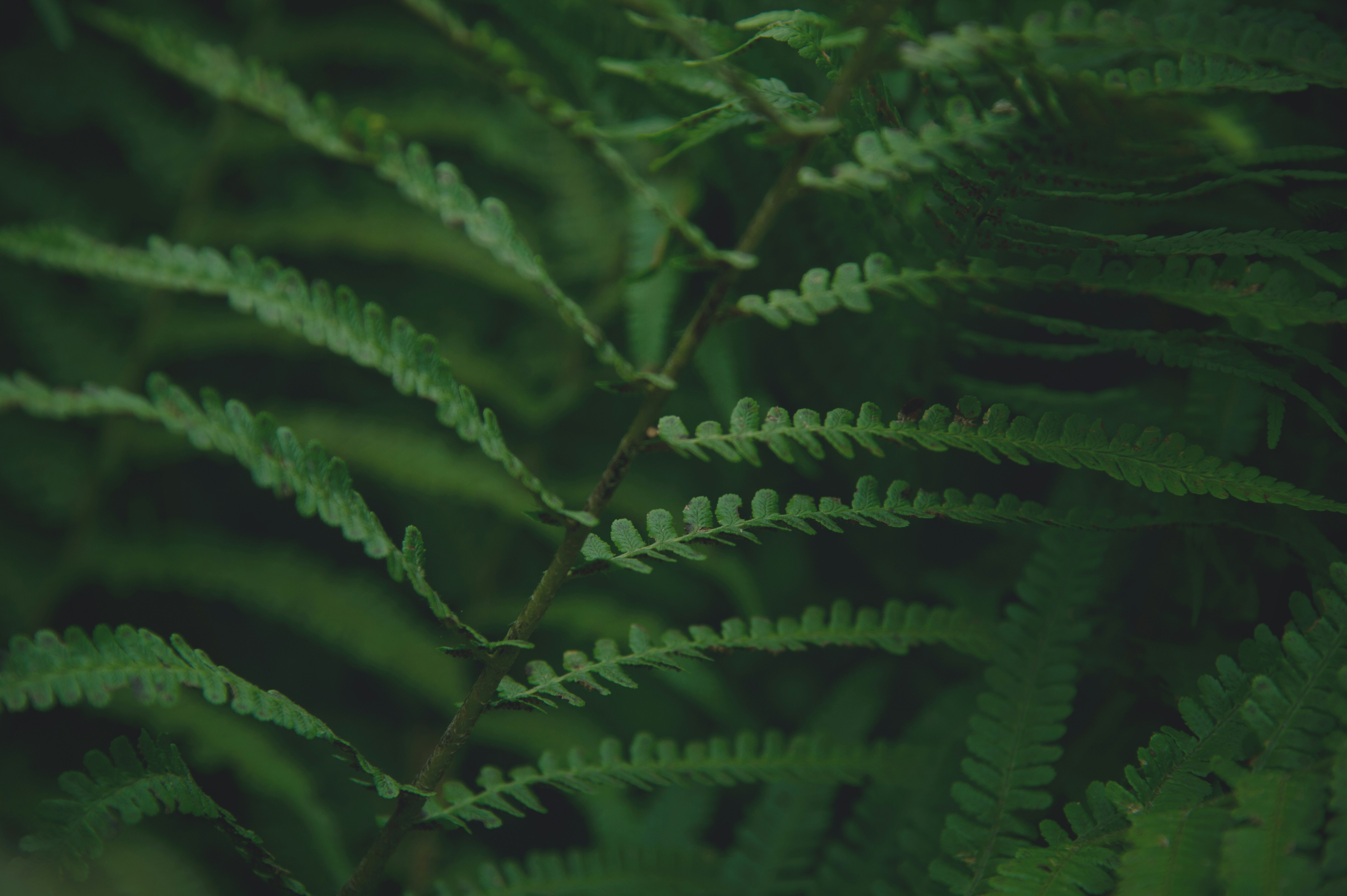 Photo by krauseminze