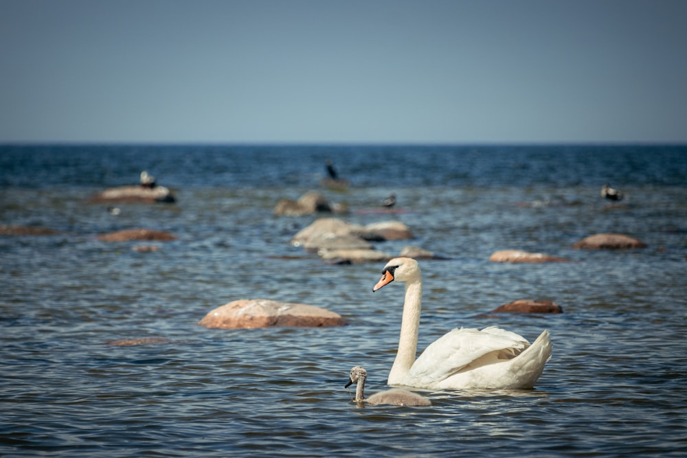 Un cisne blanco nadando en un cuerpo de agua